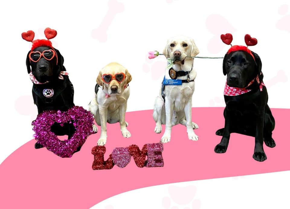 Comfort Dogs all dressed up for Valentines Day